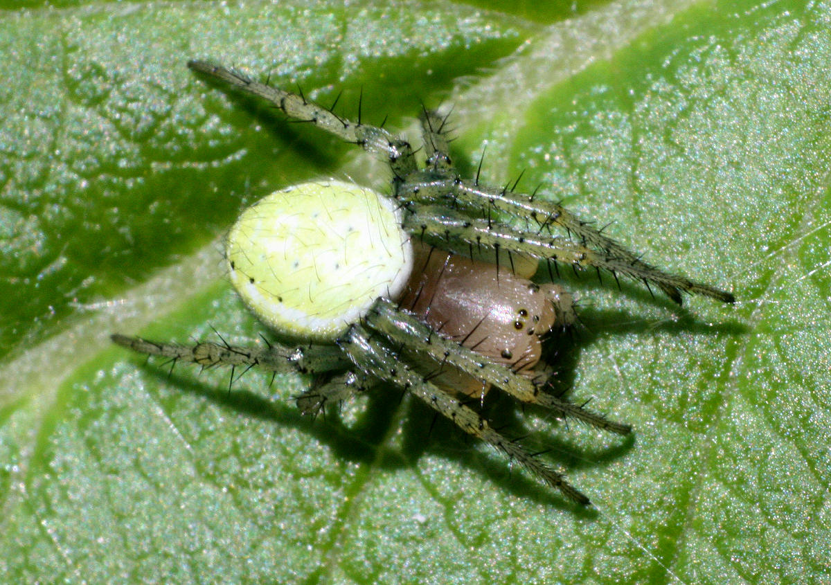 Araniella sp. - Lesmo (MB)